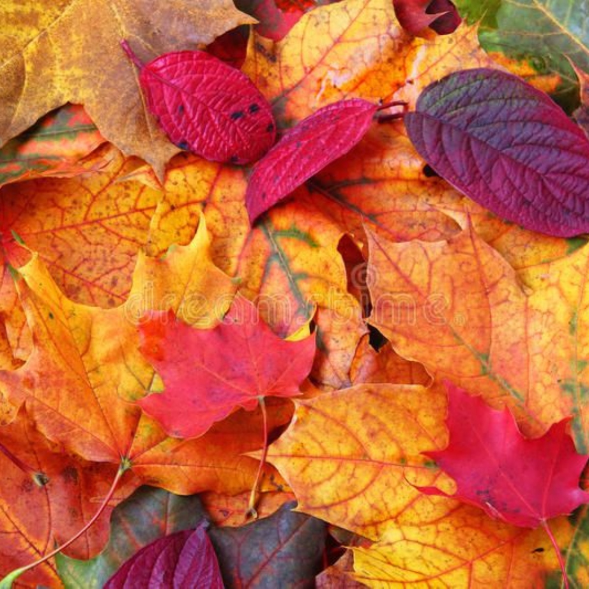 nursery-federation-autumn